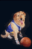 Buddy/Air-Bud