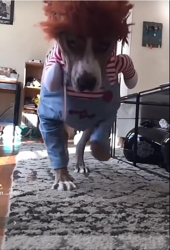 картинка Mulily